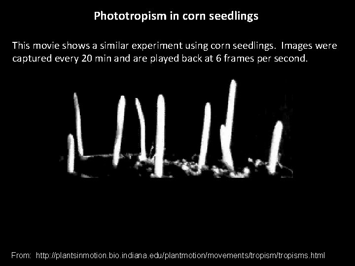 Phototropism in corn seedlings This movie shows a similar experiment using corn seedlings. Images