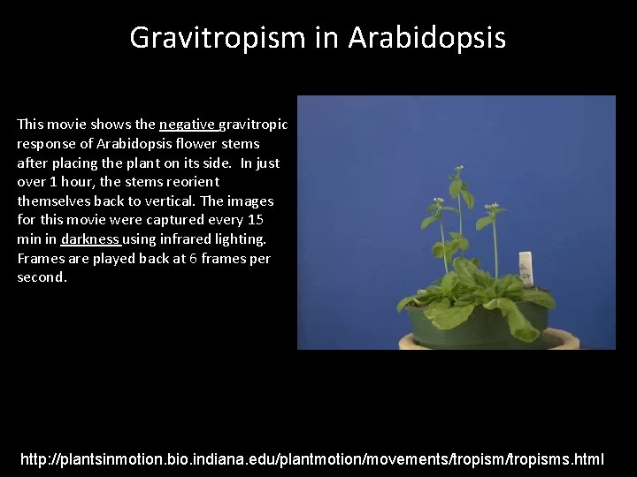 Gravitropism in Arabidopsis This movie shows the negative gravitropic response of Arabidopsis flower stems