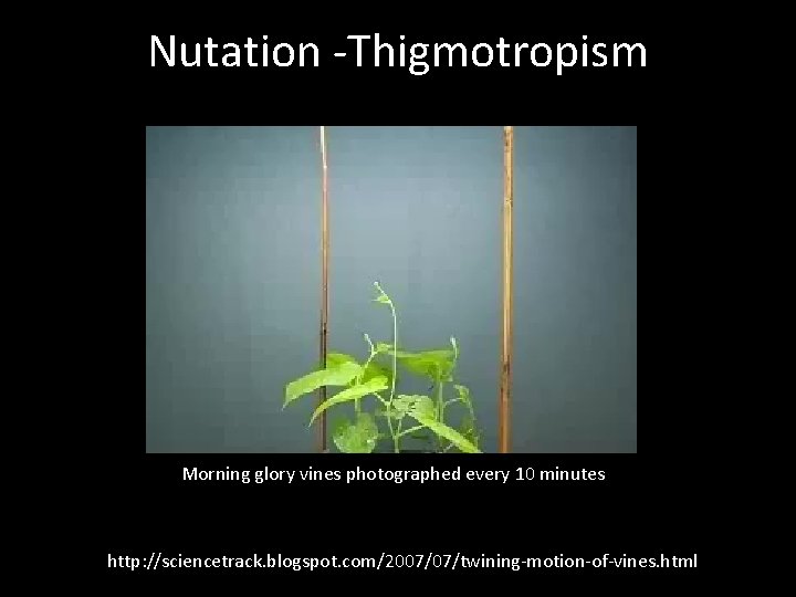 Nutation -Thigmotropism Morning glory vines photographed every 10 minutes http: //sciencetrack. blogspot. com/2007/07/twining-motion-of-vines. html