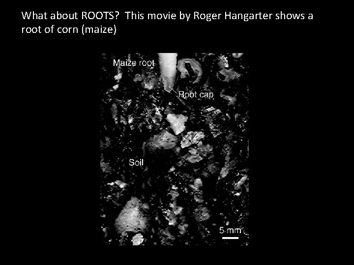 What about ROOTS? This movie by Roger Hangarter shows a root of corn (maize)