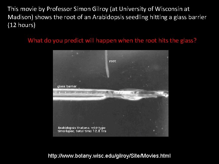 This movie by Professor Simon Gilroy (at University of Wisconsin at Madison) shows the