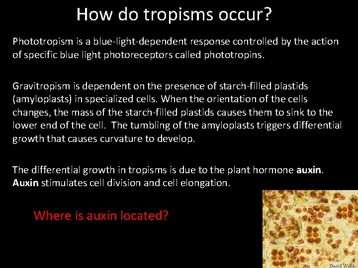 How do tropisms occur? Phototropism is a blue-light-dependent response controlled by the action of
