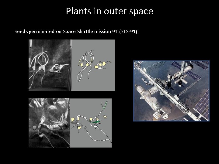 Plants in outer space Seeds germinated on Space Shuttle mission 91 (STS-91) 
