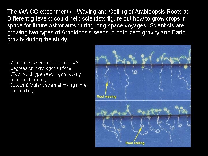 The WAICO experiment (= Waving and Coiling of Arabidopsis Roots at Different g-levels) could