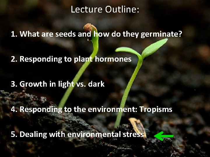 Lecture Outline: 1. What are seeds and how do they germinate? 2. Responding to