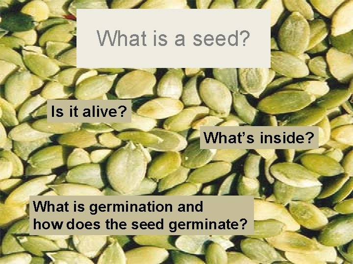 What is a seed? Is it alive? What’s inside? What is germination and how