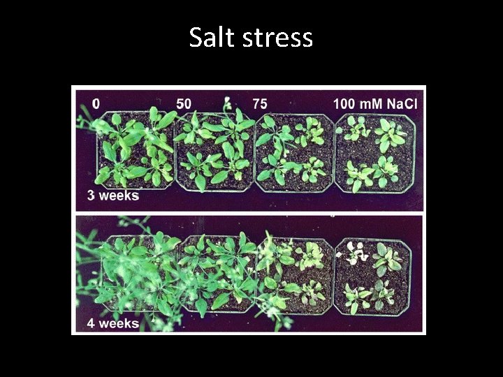 Salt stress 