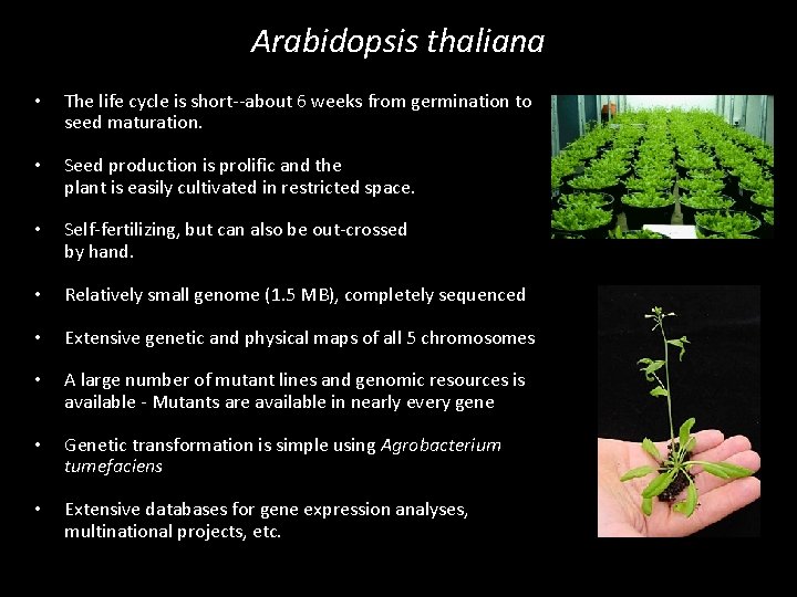 Arabidopsis thaliana • The life cycle is short--about 6 weeks from germination to seed