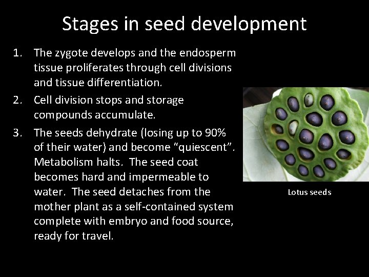 Stages in seed development 1. The zygote develops and the endosperm tissue proliferates through