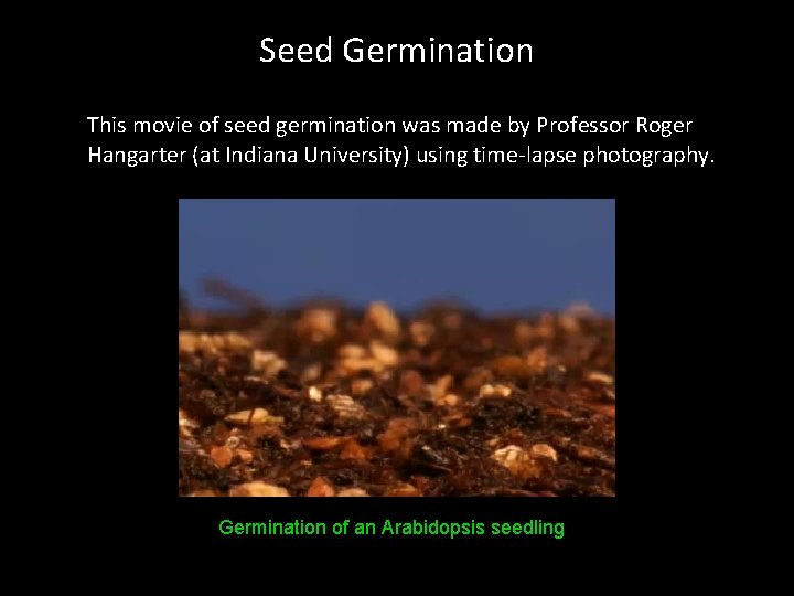Seed Germination This movie of seed germination was made by Professor Roger Hangarter (at