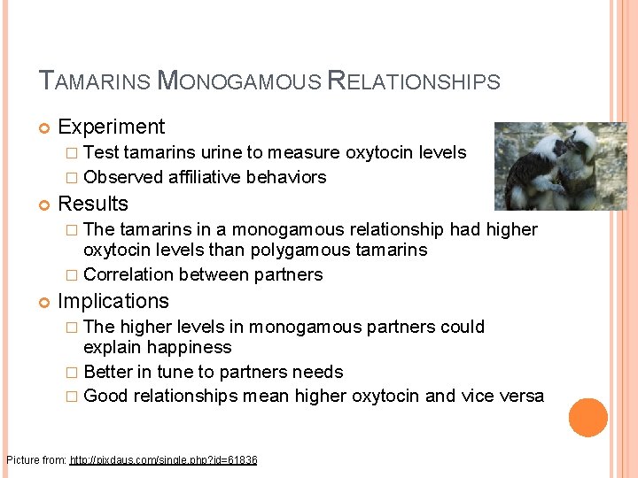 TAMARINS MONOGAMOUS RELATIONSHIPS Experiment � Test tamarins urine to measure oxytocin levels � Observed