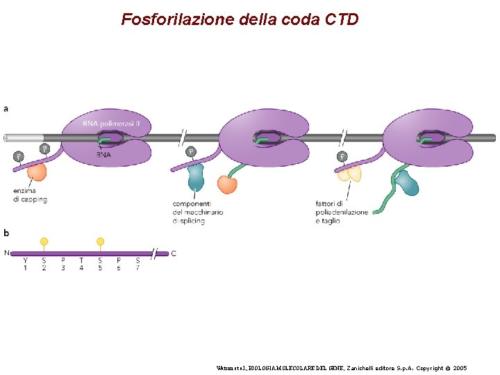 Fosforilazione della coda CTD Watson et al. , BIOLOGIA MOLECOLARE DEL GENE, Zanichelli editore Fosforilazione della coda CTD Watson et al. , BIOLOGIA MOLECOLARE DEL GENE, Zanichelli editore