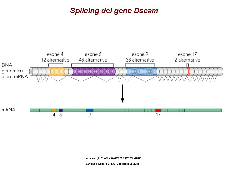 Splicing del gene Dscam Watson et al. , BIOLOGIA MOLECOLARE DEL GENE, Zanichelli editore Splicing del gene Dscam Watson et al. , BIOLOGIA MOLECOLARE DEL GENE, Zanichelli editore