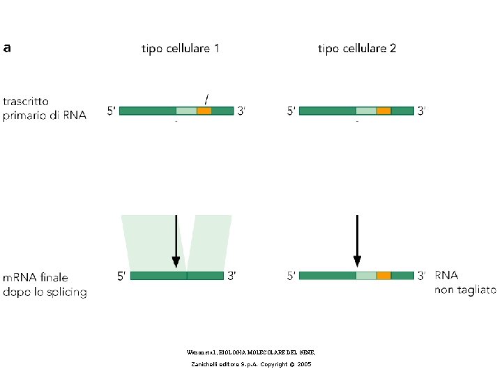 Watson et al. , BIOLOGIA MOLECOLARE DEL GENE, Zanichelli editore S. p. A. Copyright Watson et al. , BIOLOGIA MOLECOLARE DEL GENE, Zanichelli editore S. p. A. Copyright