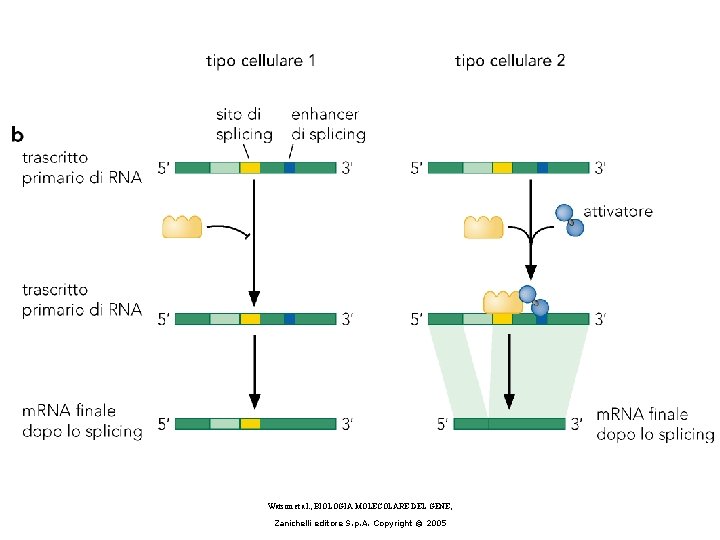 Watson et al. , BIOLOGIA MOLECOLARE DEL GENE, Zanichelli editore S. p. A. Copyright Watson et al. , BIOLOGIA MOLECOLARE DEL GENE, Zanichelli editore S. p. A. Copyright