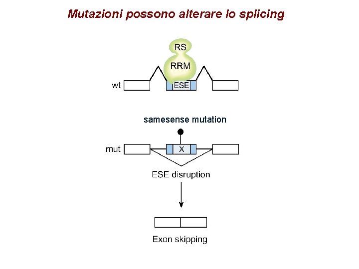 Mutazioni possono alterare lo splicing samesense mutation Mutazioni possono alterare lo splicing samesense mutation