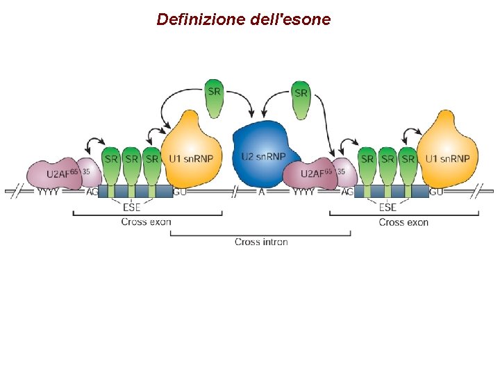 Definizione dell'esone Definizione dell'esone