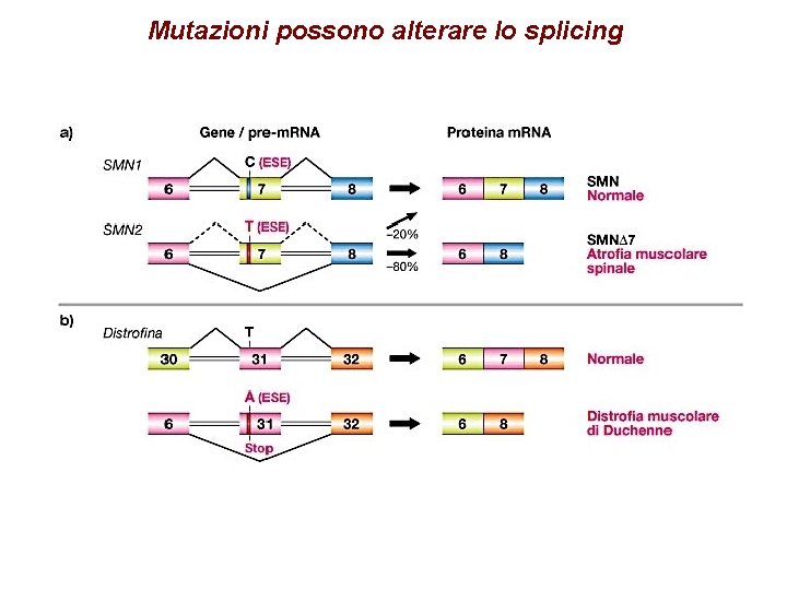 Mutazioni possono alterare lo splicing Mutazioni possono alterare lo splicing