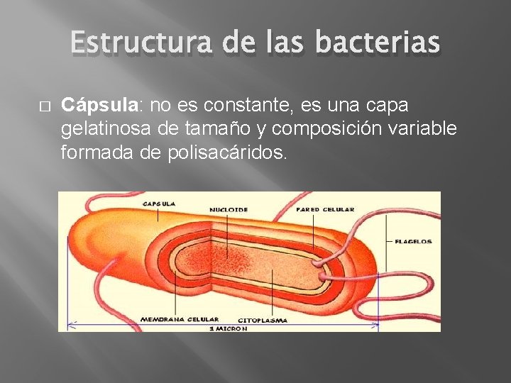 Estructura de las bacterias � Cápsula: no es constante, es una capa gelatinosa de