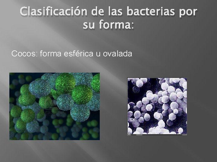 Clasificación de las bacterias por su forma: Cocos: forma esférica u ovalada 