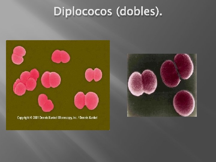 Diplococos (dobles). 