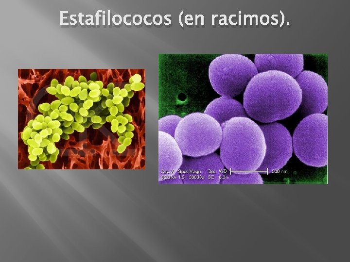 Estafilococos (en racimos). 