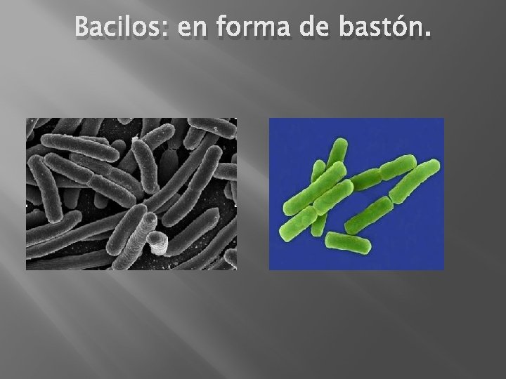 Bacilos: en forma de bastón. 