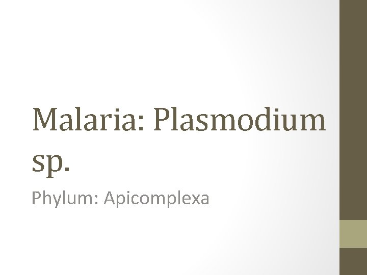 Malaria: Plasmodium sp. Phylum: Apicomplexa 