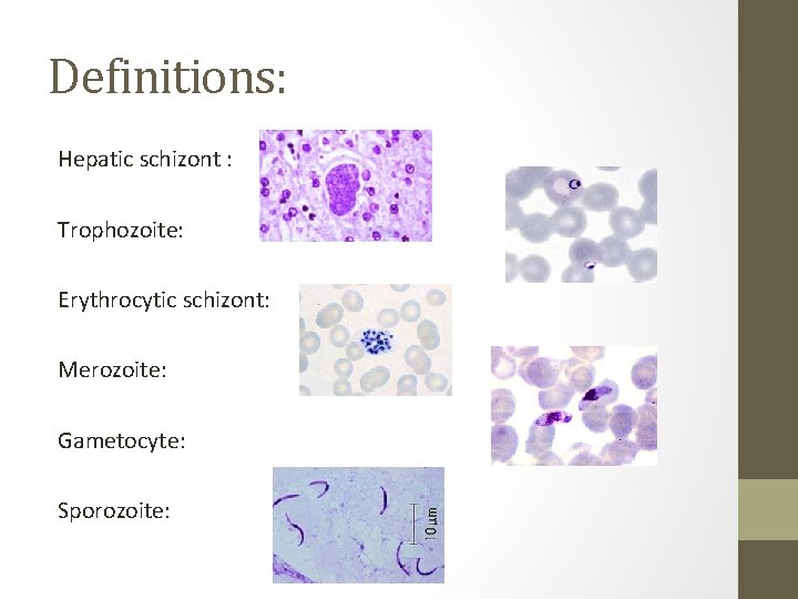 Definitions: Hepatic schizont : Trophozoite: Erythrocytic schizont: Merozoite: Gametocyte: Sporozoite: 