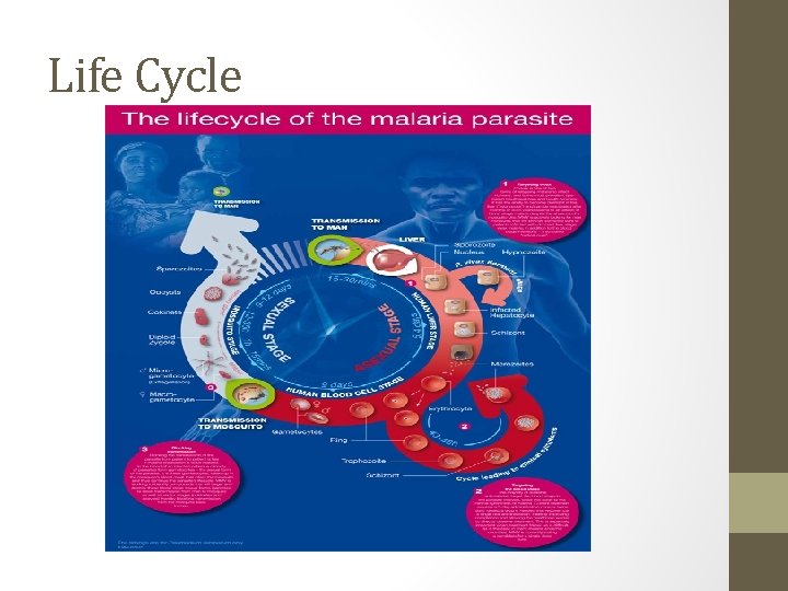 Life Cycle 