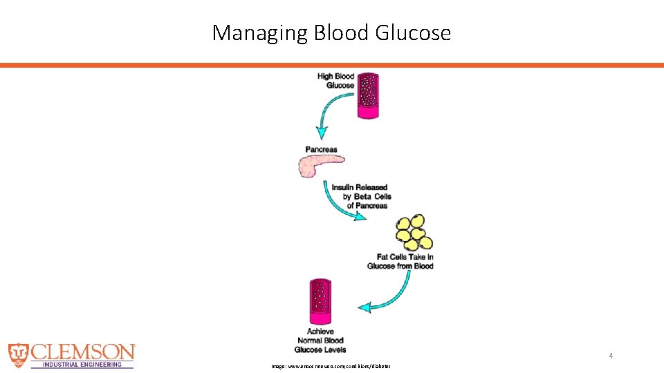 Managing Blood Glucose 4 Image: www. endocrineweb. com/conditions/diabetes 
