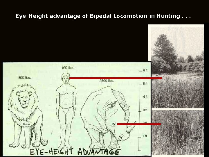 Eye-Height advantage of Bipedal Locomotion in Hunting. . . 