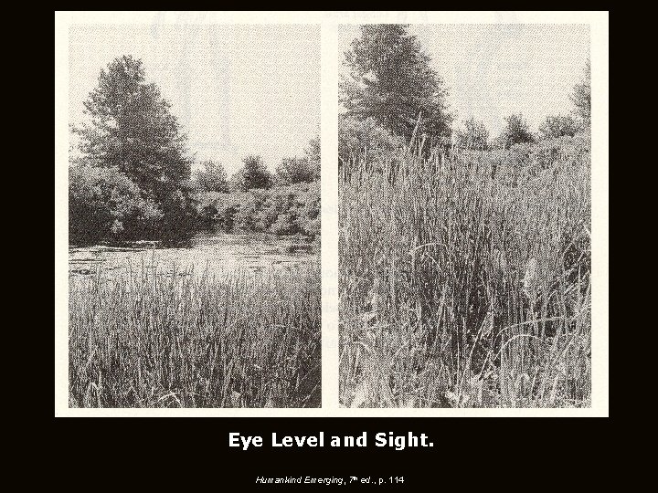 Eye Level and Sight. Humankind Emerging, 7 th ed. , p. 114 