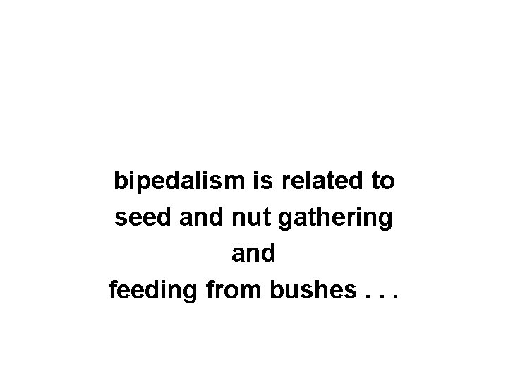 bipedalism is related to seed and nut gathering and feeding from bushes. . .