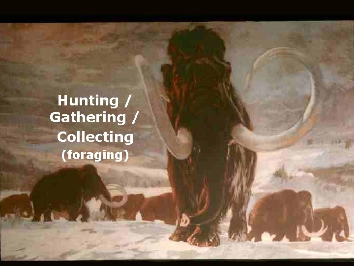 Hunting / Gathering / Collecting (foraging) 