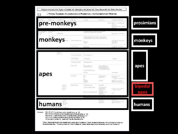 pre-monkeys prosimians monkeys apes humans 