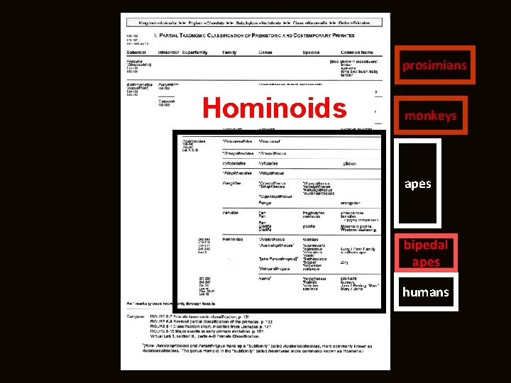 prosimians Hominoids monkeys apes humans 