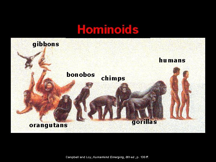 Hominoids gibbons humans bonobos orangutans chimps gorillas Campbell and Loy, Humankind Emerging, 8 th