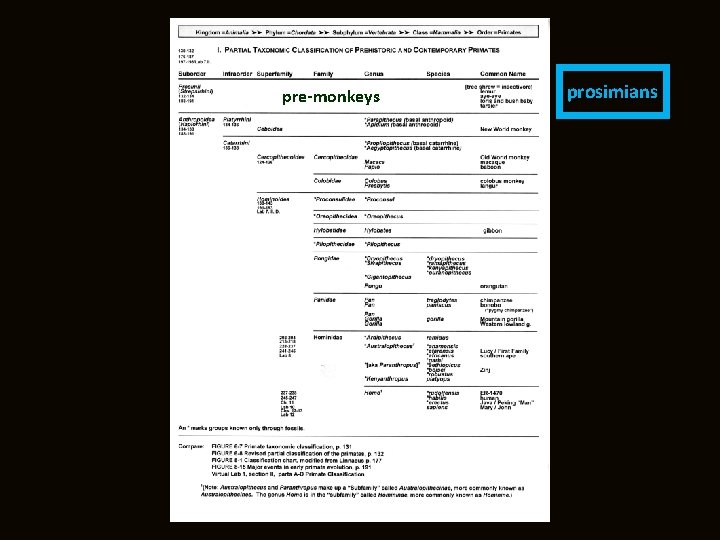 pre-monkeys prosimians 