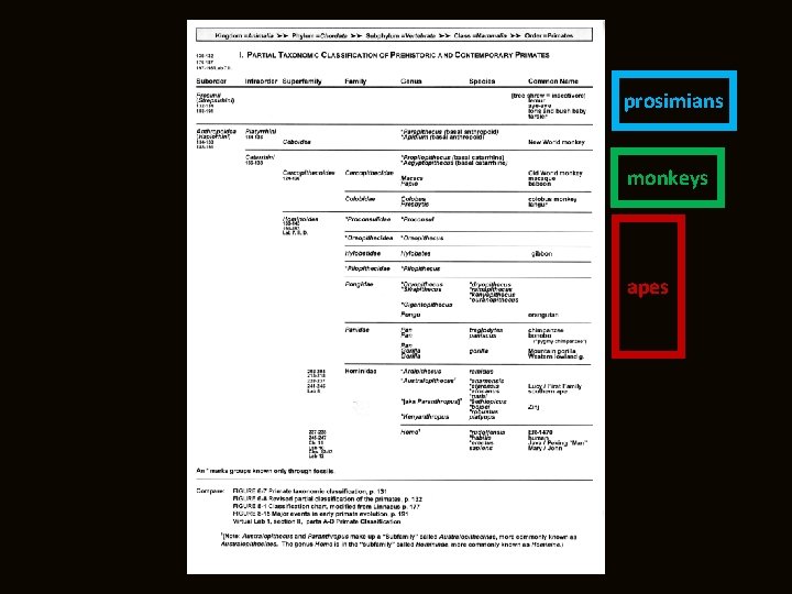 prosimians monkeys apes 