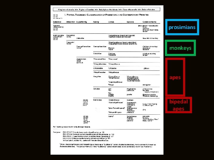 prosimians monkeys apes bipedal apes 