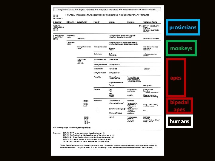 prosimians monkeys apes bipedal apes humans 