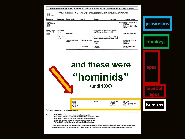prosimians monkeys and these were apes “hominids” (until 1980) bipedal apes humans 