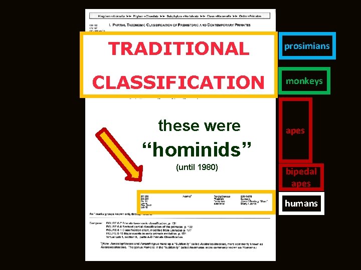 TRADITIONAL prosimians CLASSIFICATION monkeys these were apes “hominids” (until 1980) bipedal apes humans 