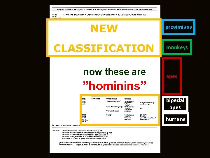 NEW prosimians CLASSIFICATION monkeys now these are Hominins ”hominins” apes bipedal apes humans 