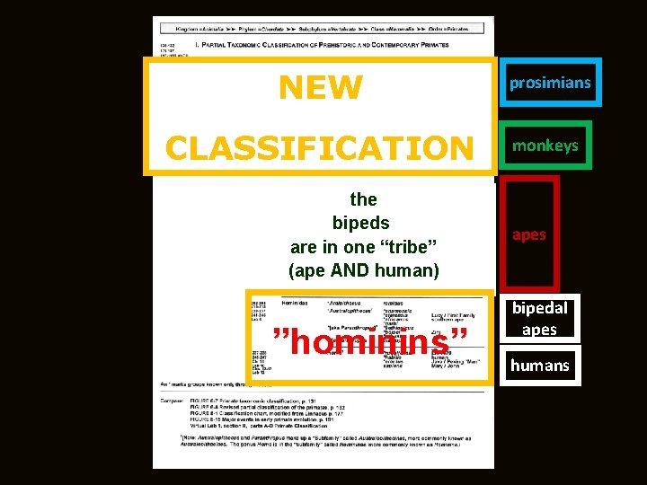 NEW prosimians CLASSIFICATION monkeys the bipeds are in one “tribe” (ape AND human) now