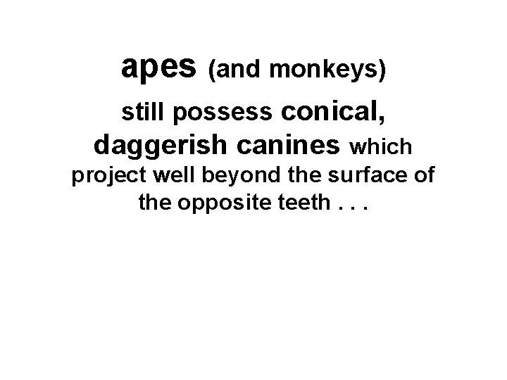 apes (and monkeys) still possess conical, daggerish canines which project well beyond the surface