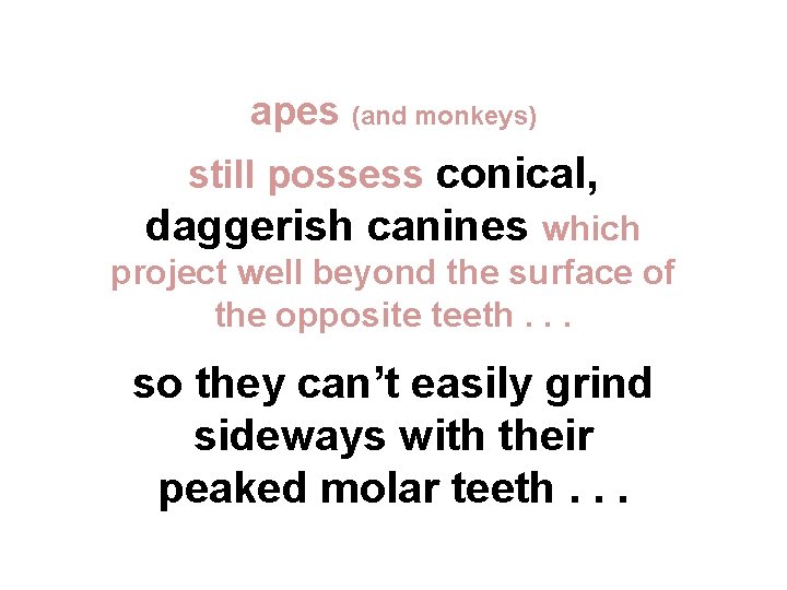 apes (and monkeys) still possess conical, daggerish canines which project well beyond the surface