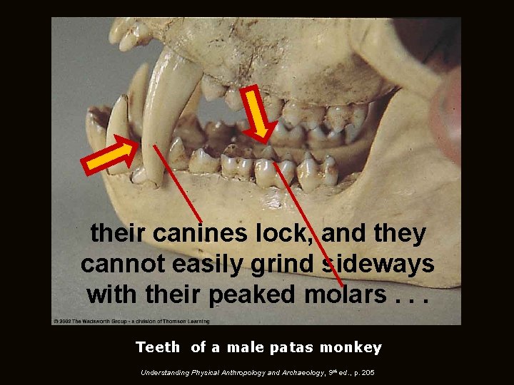 their canines lock, and they cannot easily grind sideways with their peaked molars. .