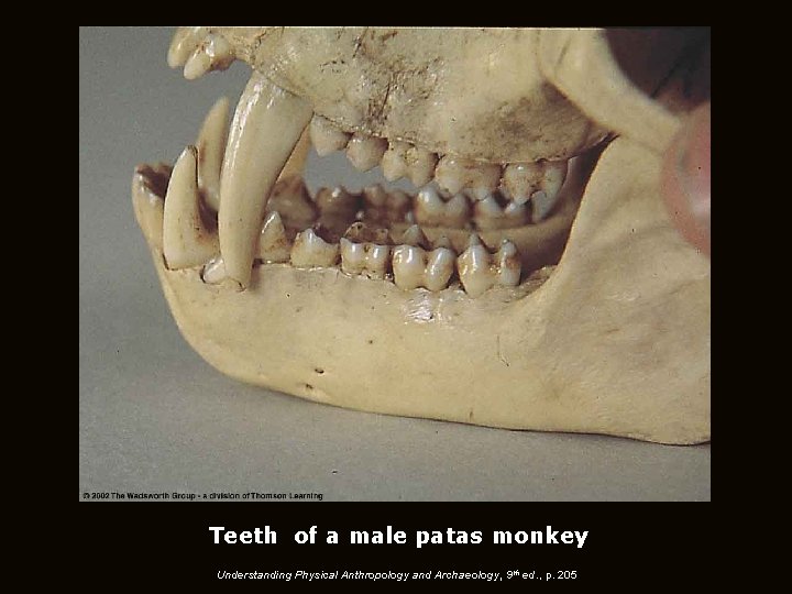 Teeth of a male patas monkey Understanding Physical Anthropology and Archaeology, 9 th ed.